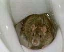 Ratte im Klo