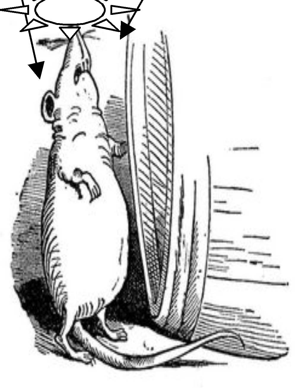 Ratte stehend